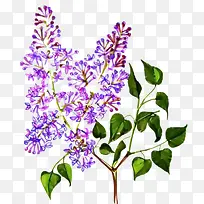 手绘紫丁香树枝插画免抠-空若网 手绘紫丁香树枝插画免抠-空若网