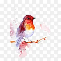 小鸟-空若网 小鸟-空若网