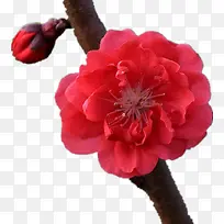 粉红色桃花-空若网 粉红色桃花-空若网