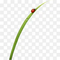 ��ɫ��ԼС��ư��-������