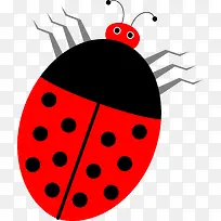 七星瓢虫-空若网 七星瓢虫-空若网