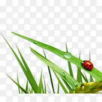 С²ÝÔªËØ-¿ÕÈôÍø С²ÝÔªËØ-¿ÕÈôÍø