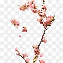 一枝桃花-空若网 一枝桃花-空若网