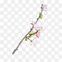 Ò»Ö¦ÌÒ»¨-¿ÕÈôÍø Ò»Ö¦ÌÒ»¨-¿ÕÈôÍø