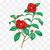 ɽ²è»¨Ê÷Ö¦ËØ²Ä-¿ÕÈôÍø ɽ²è»¨Ê÷Ö¦ËØ²Ä-¿ÕÈôÍø