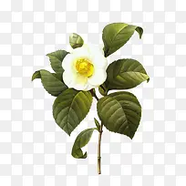 ɽ���ֲ��-������