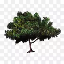 ������辰����ľ��ֲ��â����-������