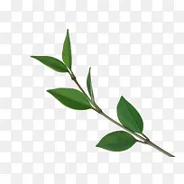 ������֦-������