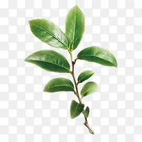 ������֦-������