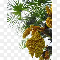 开花的棕树-空若网 开花的棕树-空若网