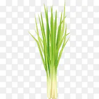 新鲜水彩风格矢量柠檬草-空若网 新鲜水彩风格矢量柠檬草-空若网