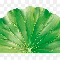 Ë®²ÊºÉÒ¶±³¾°Ê¸Á¿Í¼-¿ÕÈôÍø Ë®²ÊºÉÒ¶±³¾°Ê¸Á¿Í¼-¿ÕÈôÍø