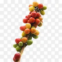 红色成熟清晰的咖啡果实物-空若网 红色成熟清晰的咖啡果实物-空若网