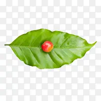 一个成熟咖啡果在树叶上-空若网 一个成熟咖啡果在树叶上-空若网