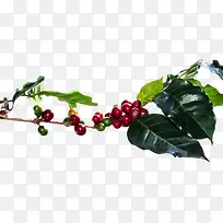 树枝上的咖啡果实物-空若网 树枝上的咖啡果实物-空若网