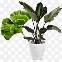 ��ɫˮ��Ҷ�ӻ���-������