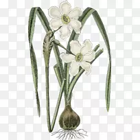 自然绘画艺术形式植物插图-水仙-空若网 自然绘画艺术形式植物插图-水仙-空若网