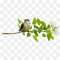 树枝上的小鸟-空若网 树枝上的小鸟-空若网