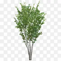 绿色的小树-空若网 绿色的小树-空若网