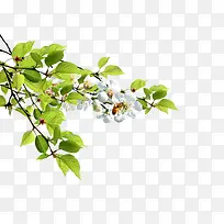 ��֦�ϵĻ���-������