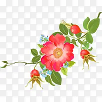 树叶上的花朵-空若网 树叶上的花朵-空若网