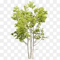 ��ɫ����-������