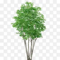 绿色的树-空若网 绿色的树-空若网