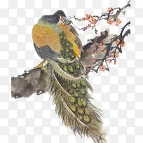 树枝上的孔雀-空若网 树枝上的孔雀-空若网