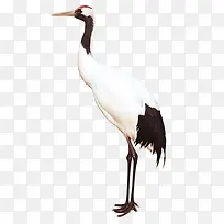 丹顶鹤-空若网 丹顶鹤-空若网