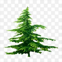 大树-空若网 大树-空若网