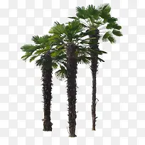 ��ï��-������