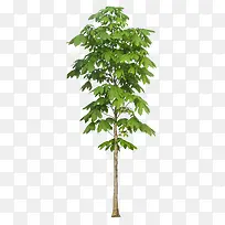 ��ï��-������