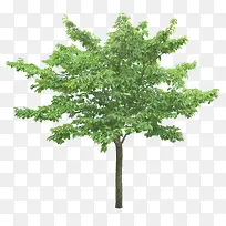 ·±Ã¯Ê÷-¿ÕÈôÍø ·±Ã¯Ê÷-¿ÕÈôÍø