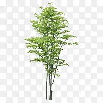 ��ï��-������