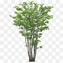 繁茂树-空若网 繁茂树-空若网