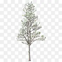 繁茂树-空若网 繁茂树-空若网