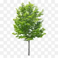 ·±Ã¯Ê÷-¿ÕÈôÍø ·±Ã¯Ê÷-¿ÕÈôÍø