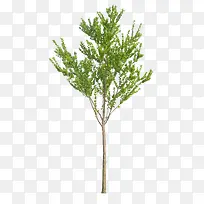 繁茂树-空若网 繁茂树-空若网