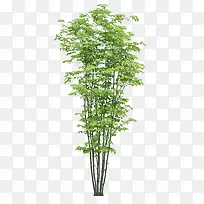 繁茂树-空若网 繁茂树-空若网