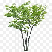 ·±Ã¯Ê÷-¿ÕÈôÍø ·±Ã¯Ê÷-¿ÕÈôÍø