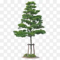 繁茂树-空若网 繁茂树-空若网