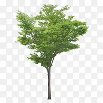 ��ï��-������