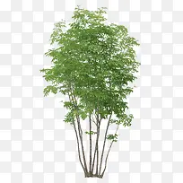 ��ï��-������