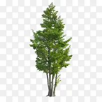 ��ï��-������