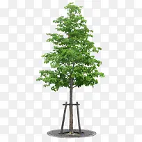 繁茂树-空若网 繁茂树-空若网