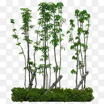 ��ï��-������