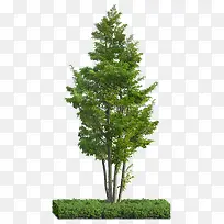 繁茂树-空若网 繁茂树-空若网