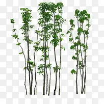 ��ï��-������