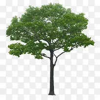 ��ï��-������