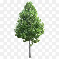 ��ï��-������